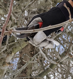 The crew is able to reach many branches with hand pruners. Pruning shears, hand pruners, or secateurs are a type of scissors used on plants. They are strong enough to prune hard branches of trees and shrubs, sometimes up to an inch thick.