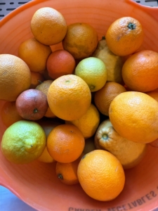 Less that two weeks ago, I harvested a bucket full of delicious citrus fruits. Citrus season in this region typically peaks from November to January, but I still have lots of fruits growing so nicely in my hoop house.