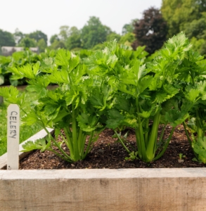 My garden always includes a bed of organic celery. Celery is nutrient-rich with vitamins A, C, and K, and when homegrown - more flavorful than store-bought varieties.