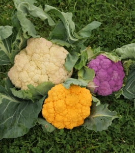 Most are familiar with the white varieties, but cauliflower also grows in yellow-orange, purple, and even green.