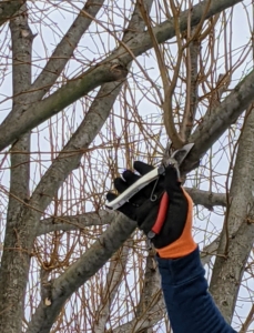 Everyone on the crew uses sharp bypass pruners. Remember, a sharp tool always cuts clean, and helps the plant to recover better. Dull cutting tools rip and shred the plant tissue.