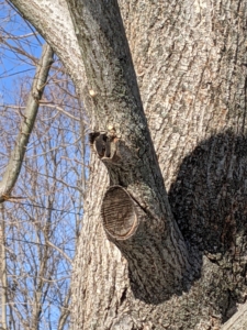 It is easy to see where any branch was previously cut. Here are a couple of older pruning cuts on a lower branch.