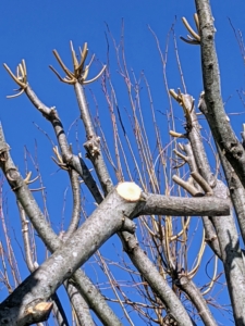 And here is a new cut - always made outside the branch collar at a 45 to 60 degree angle to the branch bark ridge.