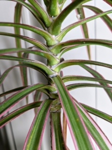 There are more than 170 different species of dracaena and they all have grass-shaped leaves that grow from one or more thick, cane-like stems.