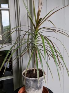 I often display interesting and eye-catching container plants in my Winter House porch or in my kitchen where I can see them every day. Among them, the dainty dracaena.