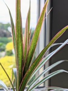 Dracaena’s narrow foliage may be completely green or may include stripes or edges of green, cream, red, or yellow.