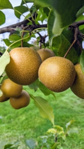 Asian pears are usually smaller than regular pears and have a sweeter flavor. Asian pears are also a bit more crisp.