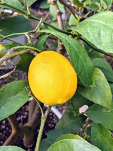 I have many lemon trees. The Meyer lemon was first introduced to the United States in 1908 by the agricultural explorer, Frank Nicholas Meyer, an employee of the United States Department of Agriculture who collected a sample of the plant on a trip to China. Citrus limon ‘Meyer’ is my favorite lemon because this thin-skinned fruit is much more flavorful than the ordinary store-bought. I love to use them for baking and cooking.