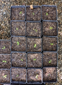 Once seedlings are transferred and fed, they’re given a good drink of water and returned to the greenhouse to continue growing. The trays are placed on a heat mat specifically designed for seedlings. It warms the area and helps to improve root growth.