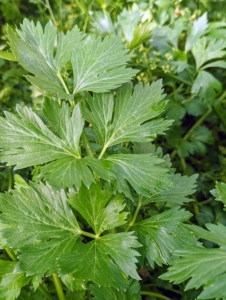 I also grow cutting celery, which is also good in my green juice. This herb is often mistaken for flat-leafed parsley, but the flavor gives itself away. It tastes more pungent than store-bought and can be used as a celery substitute.