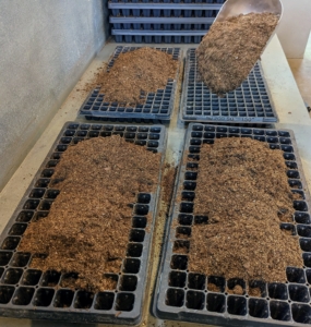 Ryan spreads the soil mix across the seed trays completely and evenly, filling all the cells of each tray.