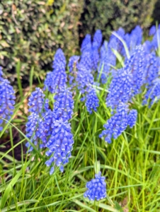 Muscari is a genus of perennial bulbous plants native to Eurasia that produce spikes of dense, most commonly blue, urn-shaped flowers that look like bunches of grapes in spring.