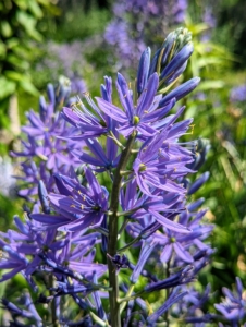 Every spring, my pergola garden is filled with light blue and purple Camassia. Camassia forms clusters of linear, strappy foliage around upright racemes. Camassia is a genus of plants in the asparagus family native to Canada and the United States.