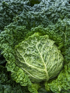 And here is one of my heads of cabbage – I grow Savoy cabbage, green cabbage, red cabbage, Napa cabbage, etc.