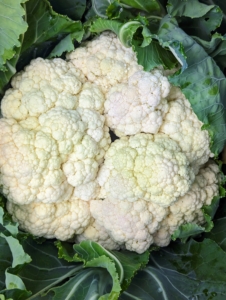 Here is a perfect head of cauliflower. The word "cauliflower" is Latin, meaning "flowers of cabbage" and the low-growing plant looks very similar to cabbage until the large leaves open up and reveal the "curd," the most commonly consumed part of the vegetable.