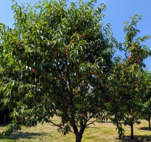 While I have many fruit trees around the farm, my orchard contains an organized selection of peach trees, apple trees, plum trees, cherry trees, pear, medlar, and quince trees. Many were bare-root cuttings when they arrived and now they’re beautiful mature specimens.