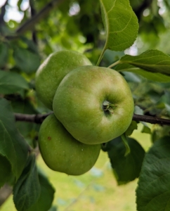 And of course, many more apples. These orchard apple trees include Baldwin, Black Oxford, Cortland, Cox’s Orange Pippin, Esopus Spitzenburg, Fuji, Golden Russet, Grimes Golden, Honeycrisp, Liberty, Redfield, Roxbury Russet, Windham Russet, and more.