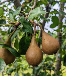 I also grow plenty of pears - Bartlett, Columbia, D’Amalis, Ginnybrook, McLaughlin, Nova, Patten, Seckel, Stacyville, and Washington State.