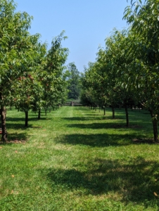 Fresh fruit is one of nature’s most delicious products. I have an orchard around my pool filled with more than 200 different fruit trees. This is what it looks like in summer.