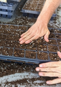 Ryan spreads the soil mix across the seed trays completely and evenly, filling all the cells of each tray. When possible, prepare several trays in an assembly-line fashion, and then drop all the seeds. Doing this saves time and simplifies the process.