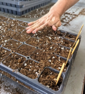 Once trays are seeded, the cells are covered up with another layer of soil mix.