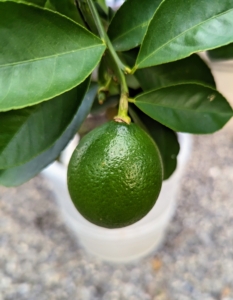 And this dark green familiar citrus fruit is the lime, often used to accent flavors in various Mexican, Vietnamese, and Thai dishes. Limes are also rich in vitamin C and antioxidants.