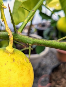 But watch out for any thorns. Some of the most common citrus trees to sport thorns are Meyer lemons, most grapefruits and key limes. Thorns provide protection from predators, specifically hungry animals that want to nibble away at the tender leaves and fruit.