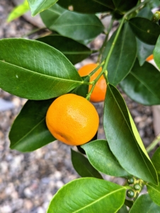 Calamondin, Citrus mitis, is an acid citrus fruit originating in China. Calamondin is called by many names, including calamondin orange, calamansi, calamandarin, golden lime, and musk orange. The fruits of the calamondin are small and thin skinned. Its juice can be used like lemon or lime to make refreshing beverages, or to flavor fish and various soups.