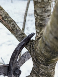 Dead branches, or those without any signs of new growth, are also cut, so the energy is directed to the branches with fruiting buds.