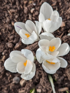 Croci can be found in alpine meadows, rocky mountainsides, scrublands, and woodlands.