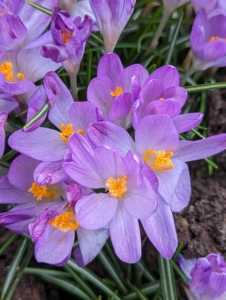 There's always excitement when the first bulbs of spring emerge. Here at my farm, I plant thousands of spring-blooming bulbs every year. These are some of last year's crocus.