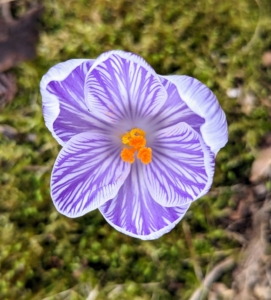 There are many types of crocus. Crocus is among the first flowers to appear in spring, usually in shades of purple, yellow, and white. There are about 90 different species of crocus that originate from Southern Europe, Central Asia, China, the Middle East, and Africa.