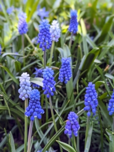 Muscari bloom in mid-spring. Deer and rodents rarely bother them, and the bulbs multiply readily, returning to bloom again year after year.