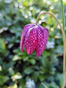 Each Fritillaria bloom has pendant, bell-shaped, checkered and veined flowers that are either maroon or ivory-white with grass-like foliage on slender stems.