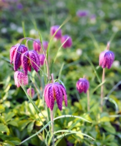 I also grow lots of Fritillaria around my farm. Commonly known as Guinea Hen Flower, Checkered Lily or Snake’s Head Fritillary, Fritillaria meleagris is an heirloom species dating back to 1575.