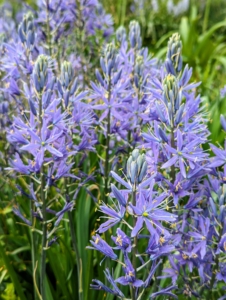 The flower stalks stand 24 to 30 inches tall and display dozens of florets that open from the bottom up. Camassia is also known as camas, wild hyacinth, Indian hyacinth, and quamash.