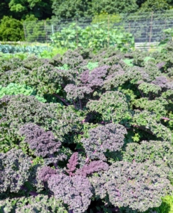 Here is a crop of kale from last year. Kale, also called leaf cabbage, is primarily grown for its edible leaves.