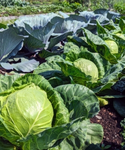Here is one of my brassica beds in summer. I grow lots of brassicas and save them all for me and my family.