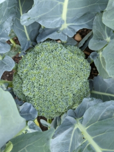 I grew lots of broccoli every year – perfect heads of delicious and nutritious broccoli.