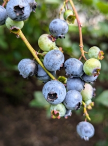 Blueberries are ready when they are completely blue. One may want to pick them as soon as they turn, but it’s actually best a few days later, when there are absolutely no hints of pink or green on the fruits.