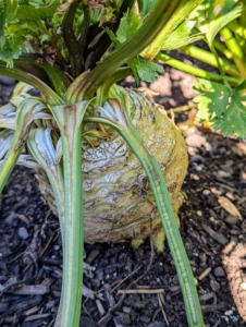 This is celeriac. Celeriac is also known as turnip-rooted celery or knob celery or celery root. It isn't the most beautiful vegetable, but its distinct celery-parsley flavor is amazingly delicious, and hard to ignore.