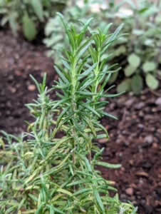 The ideal temperature inside the greenhouse is around 80-degrees Fahrenheit to keep all the vegetables and herbs growing their best. Rosemary is a fragrant evergreen herb in the mint family Lamiaceae. It has needle-like leaves and white, pink, purple, or blue flowers.