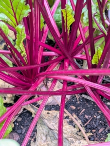 These are mature bold red beet stalks. Beetroot stalks are edible and can be eaten raw or cooked. I harvest the bulbous red or orange root vegetables that appear just above the soil when ready to pick. Beets are sweet and tender – and one of the healthiest foods. They contain a unique source of phytonutrients called betalains, which provide antioxidant, anti-inflammatory and detoxification support.