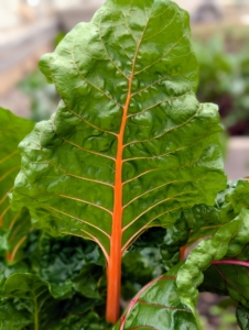 Also mature and ready to harvest is the Swiss Chard. One cannot miss the gorgeous Swiss chard stalk colors. They are so vibrant with stems of yellow, red, rose, gold, and white.