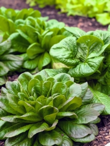 Lettuce always grows so well in this greenhouse. It’s a real treat to have lettuce like this all year long. Some of these lettuces will be picked very soon.