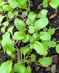 In succession planting, crops are planted at different times. This is our bed of arugula, directly planted from seed a couple of weeks ago. Arugula leaves, also known as rocket or roquette, are tender and bite-sized with a tangy flavor.