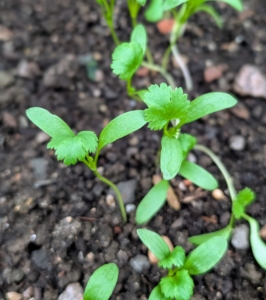 I also have a young bed of cilantro, Coriandrum sativum, growing nicely. Cilantro is also known commonly as coriander or Chinese parsley. Coriander is actually the dried seed of cilantro. Cilantro is a popular micro-green garnish that complements meat, fish, poultry, noodle dishes, and soups. Everyone here at the farm loves the cilantro, but some don’t. Do you know… some even say it tastes like soap? For those, the issue is genetic. These people have a variation in a group of olfactory-receptor genes that allows them to strongly perceive the soapy-flavored aldehydes in cilantro leaves. Among those who strongly dislike cilantro – the late Chef Julia Child.