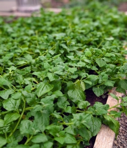 New Zealand spinach is a trailing plant that forms a mat of triangular soft fleshy foliage. It is not the same as true spinach, in fact the two plants are not related, but can be used fresh or cooked in the same way. I like to add this to my green juice.