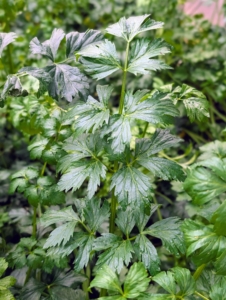 All my plants are grown organically and have no chemical taste at all. This is celery, part of the Apiaceae family, which includes carrots, parsnips, parsley, and celeriac.