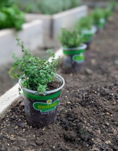 Around this bed, Ryan and Josh plant thyme from Bonnie Plants, a leading provider of plants for the vegetable garden, herb garden, and flower garden. These potted plants are a bit older than the seedlings and ready to be put into the ground to establish strong root systems for the growing leaves.